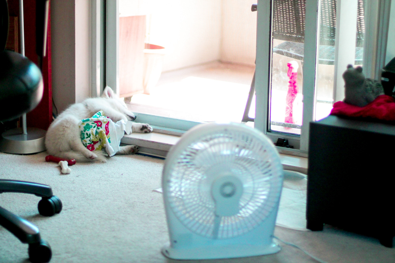 lunadumpling:  Summer is too hot for Luna, she won’t nap during the day without