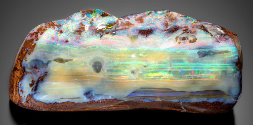 Boulder Opal in IronstoneLocality: Quilpie, Quilpie Shire, Queensland, Australia. Size: Cabinet
