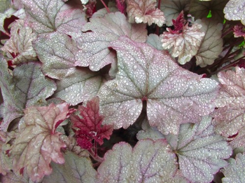 Heuchera ‘Stainless Steel’ after fog.