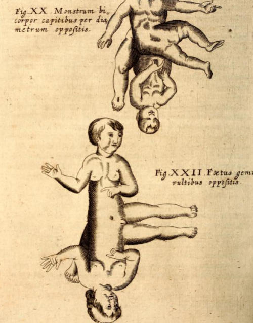magictransistor:Gaspar Schott. Physica Curiosa, Mirabilia Naturæ et Artis. 1662.  Contd from here