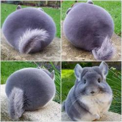 dawwwwfactory:  This cute chonker Wanna get