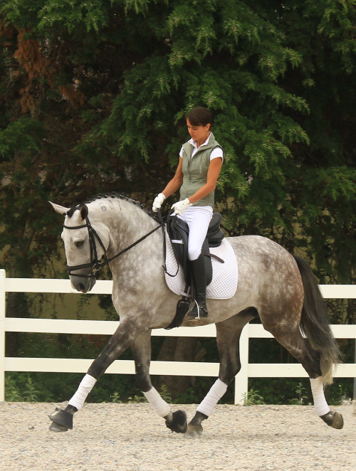 natshorses:  Dream horse.