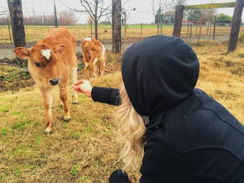 Clearly, I fell in love. #Puller #Sancho #calf #life #undercoverfarmgirl #donttellanyone #perolike #