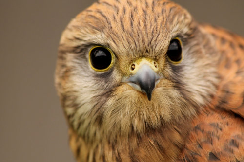 Common Kestrel (Falco tinnunculus) >>by Emma Kraig