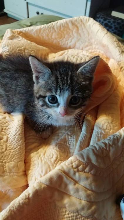 definitelynotlow: my friend found and abandoned kitten and LOOK HOW CUTE IT IIIISSSSSSSSSSSSS