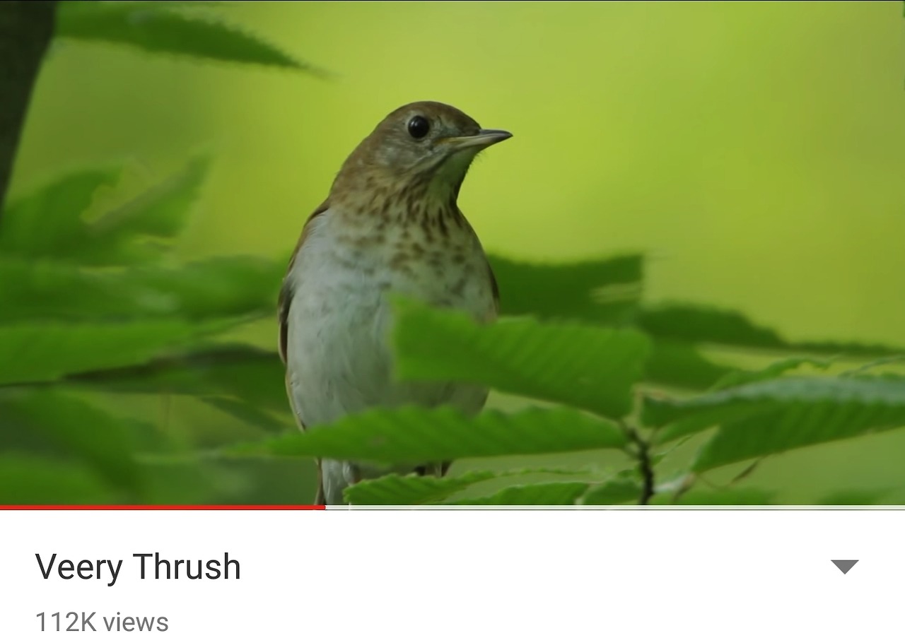 I a bird перевод