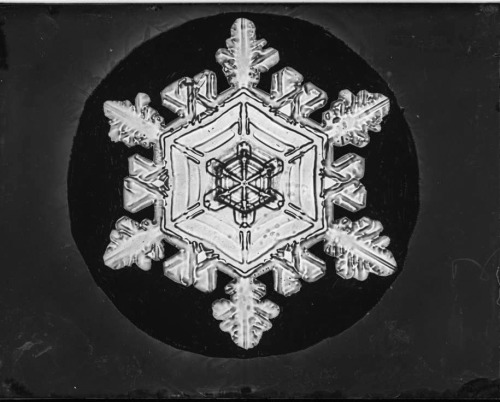 onceuponatown: Snow. 1916-1922. Wilson Alwyn Bentley pioneered the technique of snowflake photograph