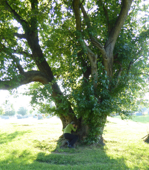 Mystery tree at the Oakland St. Cemetary in Carbondale. Photo credit R. Michael Fisher