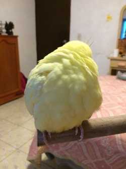 puethar-petblr:  birdaholics-anonymous:  puethar-petblr:  A FLUFFY BORB  Why does your lemon have feathers  It’s a special limited edition lemon gardened with love