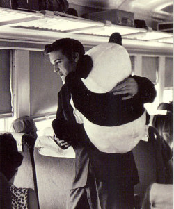 klappersacks:  weekly Elvis-(via File Photo)- on Flickr.&ldquo;Its good to be King&rdquo;  Panda 