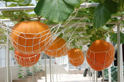 woodlandgrrl:  pumpkin hammocks!  