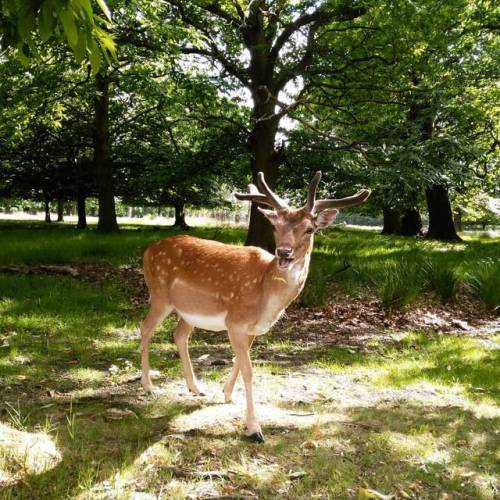 mkami: hello #richmondpark #london #鹿 #ロンドン #deer #londonwildlife #公園 #londonbylondoners