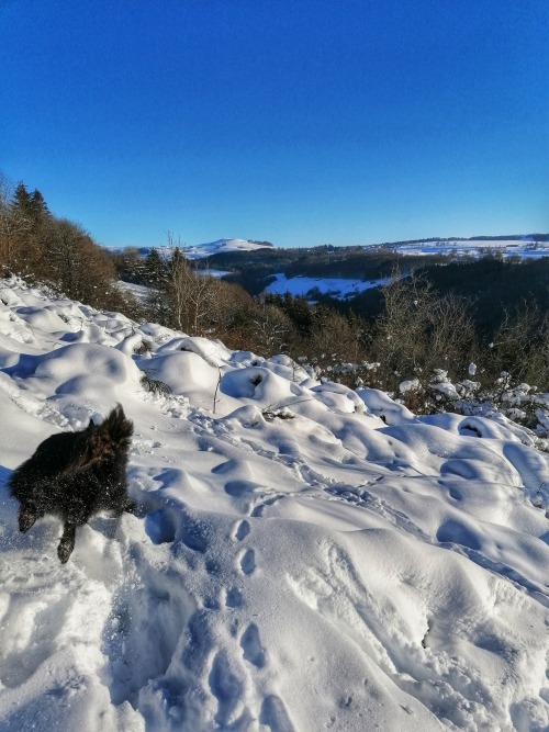 Snow-diving Pandolf! During yesterday’s walk I finally managed to capture the prequel to this genre 