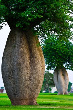 mylifewithmycats:  The Toborochi Tree 