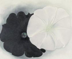 trulyvincent:  Black Petunia and White Morning