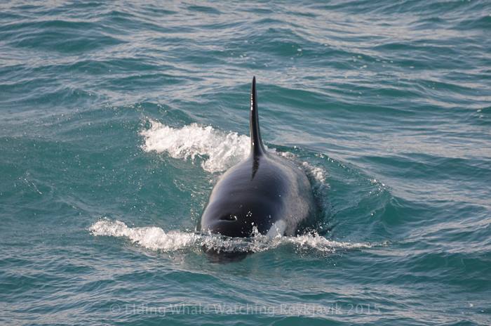 orcalovingbeing:Reykjavik, Iceland 30.03.2015Beautiful orcas off Reykjavik