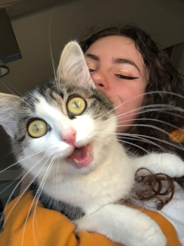 world-of-cats:    My cat just saw a bird .. (source)