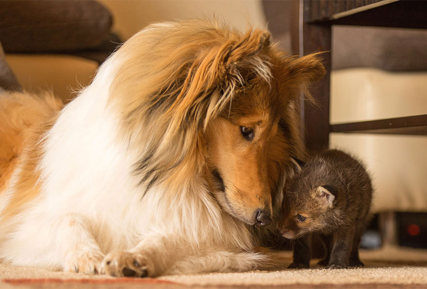 baskingsunflower:  sistahmamaqueen:  awesome-picz:    Dog Adopts A Baby Fox After