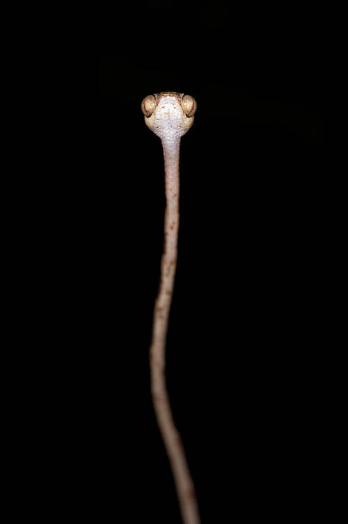 gallusrostromegalus:  end0skeletal:  The fiddle-string snake (Imantodes cenchoa), also known as the blunthead tree snake, is a species of rear-fanged colubrid snake endemic to Mexico, Central America, and South America. They are known for their slender