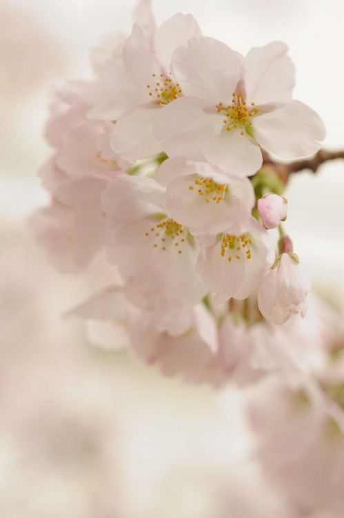 By : Kaz Kamikawana(Do not remove credits)