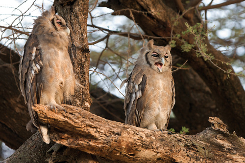 owlday:  Verreaux’s Eagle Owl