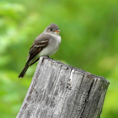 A phoebe, small and sweet.   