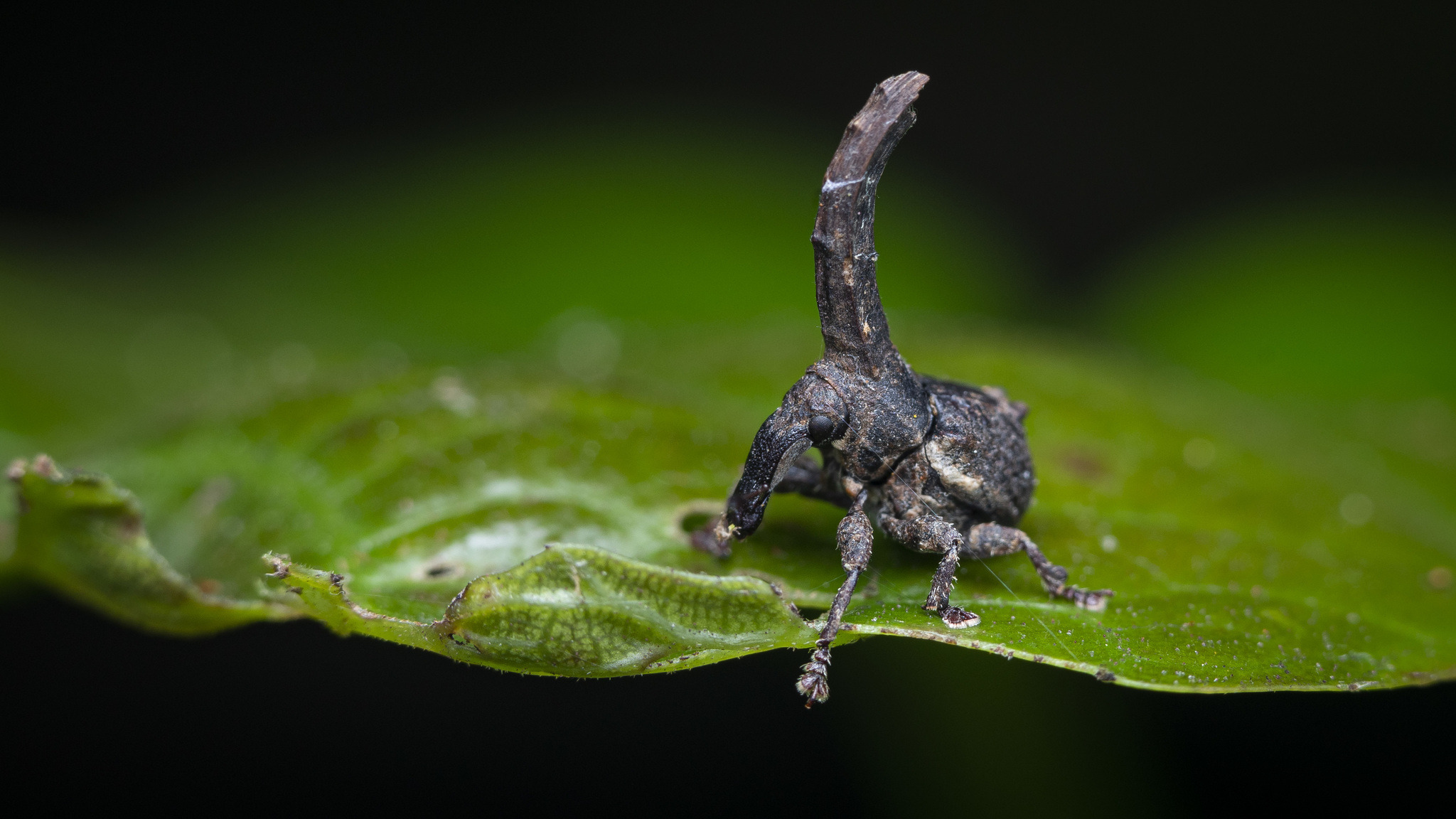 Ok here me out Horn-headed weevil as a mini-boss/upper yard weevil,  Cerocranus extremus : r/GroundedGame