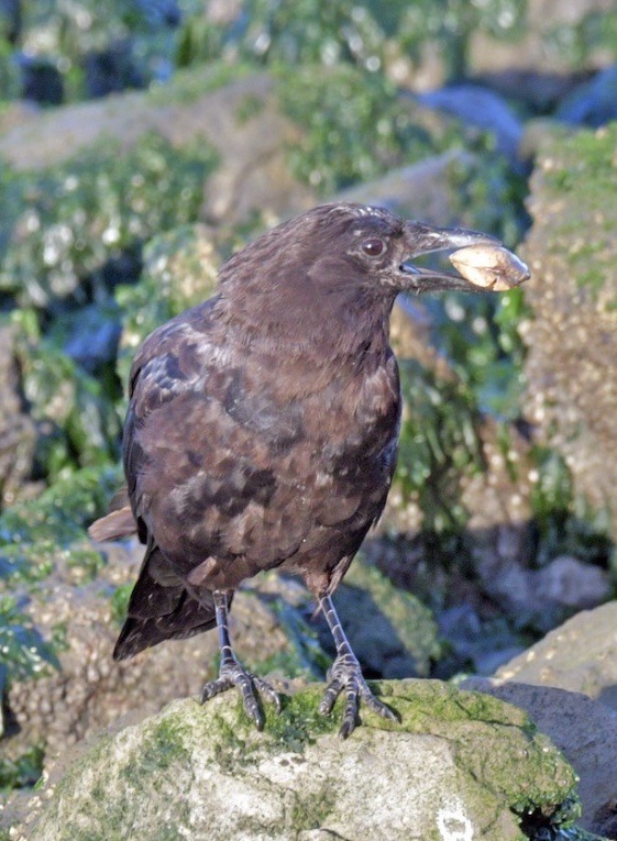 todaysbird:crows holding little objects in their beaks my beloved…