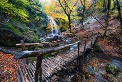 lori-rocks:  Black forest, hidden bridge,
