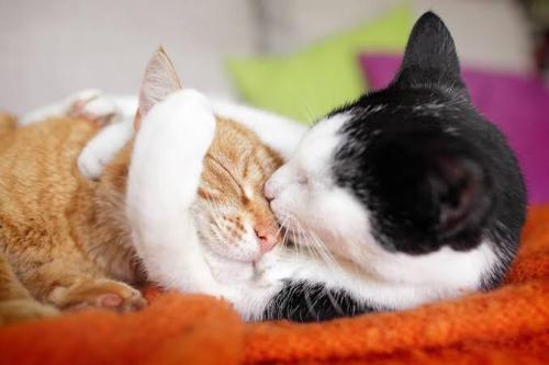 Awsomecutecats:a Picture Full Of Love ❤️