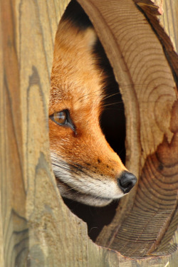 wonderous-world:  The Red Fox by affinity579