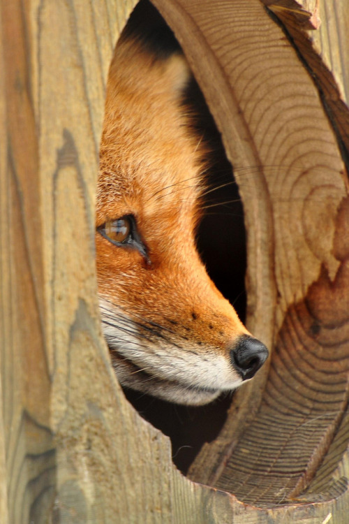 wonderous-world:  The Red Fox by affinity579  dusqphire