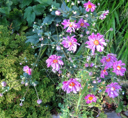 It is the season of the Japanese anemone.