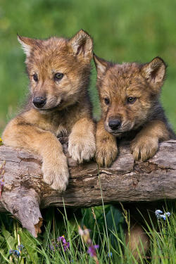 beautiful-wildlife:  Wolf Pups Looking For