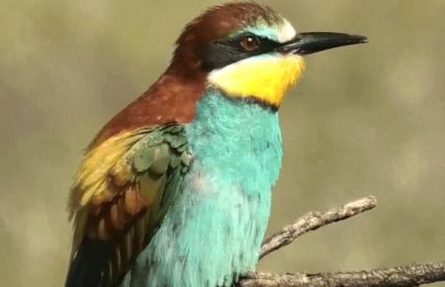Full video: Abejarucos en España y algunos otros pájaros (bee-eaters in Spain and