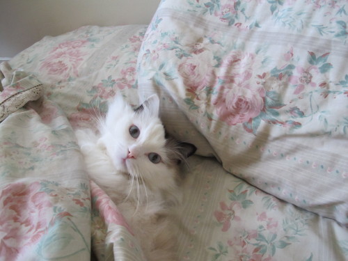 kokoropurrs:  *yawn* 
