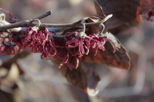 Witch hazels at Green Springs Park, Annandale, Virginia    February 2015These curious flowers are in