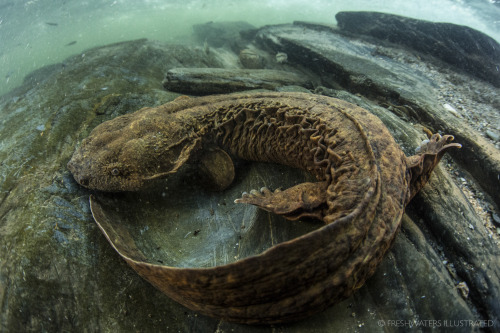 ainawgsd:The hellbender (Cryptobranchus alleganiensis) is a species of aquatic giant salamander ende