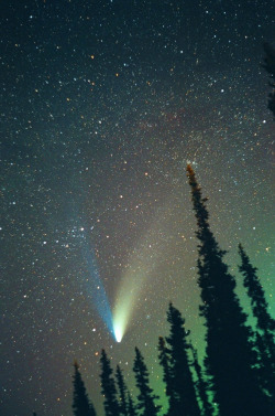 oecologia:  Comet Hale-Bopp (Alaska) by David