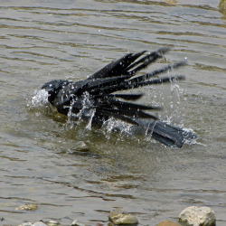 shelomit-bat-dvorah:  kinkurohajiro:  30 march 2016(水) Carrion Crow couple @ Kamogawa, Kyoto.  having a morning bath, shaking off water, then drying feathers in Sakra tree :) (1-3 &amp; last pic; male / 4-8; female)  @fialleril, some adorbs corvids