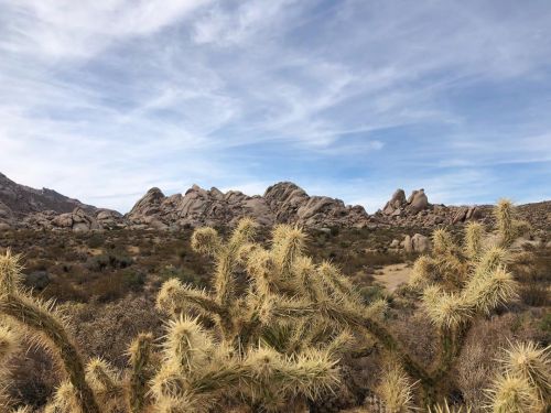 Had to stop and take a look #mojavedesert #roadtrip #desertlife #desertrat #socal #desert #travel #a