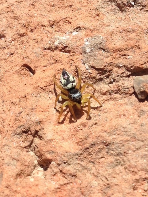 adorablespiders:  Spiders I encountered in Turkey and Greece :) jumping spiders and an orb weaver!