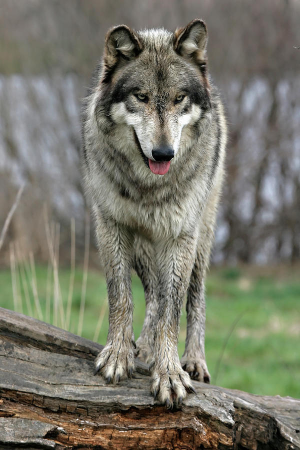 beautiful-wildlife:  Wolf Standing On A Log by Yair Leibovich