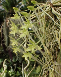 orchid-a-day: Mystacidium gracile Syn.: Aeranthes gracilis March 11, 2019  