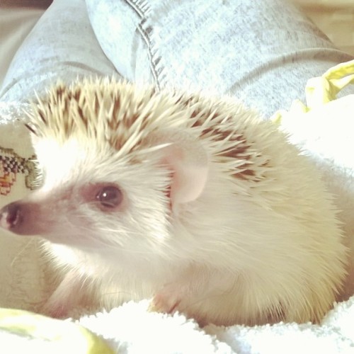 Blaize is just far too cute! ❤ #AfricanPygmyHedgehog #Animal #Animals #Pets #Pet #Love #Pretty #Cute