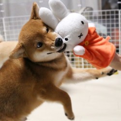 shiba500:  うさパーンチ！ mighty bunny!