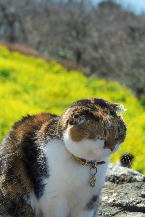 ninetail-fox:Round face ,Kanagawa