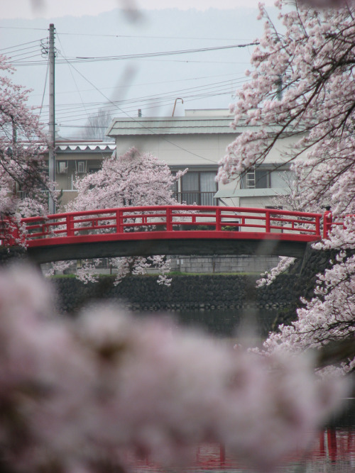 Sakura background focus.. In Yonezawa. I think this was at Uesugi castle ruins..By : Yuli Chua(Do no