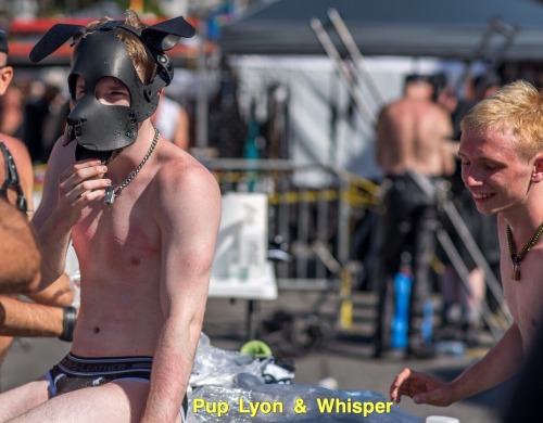 castrokinky: Cutie pups @pup-lyon and @whisperpup after being released from their co-mummification 