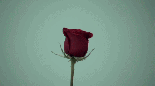 madness-strange-ideas:FLOWERS